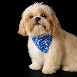 Bam Bam - Shih Tzu