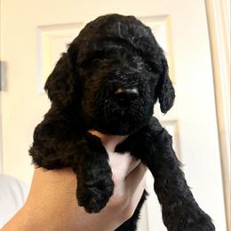 Reina - Black female Goldendoodle puppy in Macclenny, Florida from Davis's Doodles