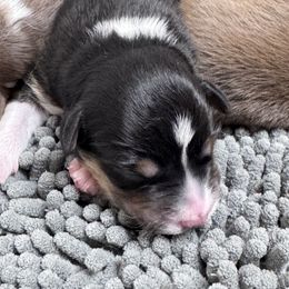 Theme will be shades of red - Red merle male Australian Shepherd puppy in Wrightstown, New Jersey from Hartzland Farm Australian Shepherds