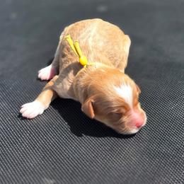 Lincoln - male Golden Mountain Dog puppy in Crawfordsville, Iowa from DoodleBlessings