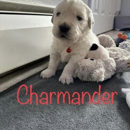 Golden Retriever Puppies from English Creams of Morningstar