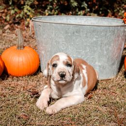 Great Dane Puppies from Tar River Great Danes