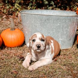 Great Dane Puppies from Tar River Great Danes