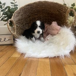 Bernedoodle Puppies from Timber Trail Bernedoodles RI