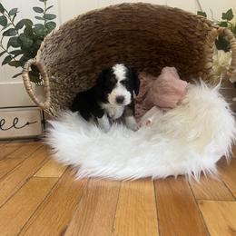 Bernedoodle Puppies from Timber Trail Bernedoodles RI