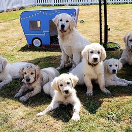 Golden Retriever Puppies from Mt Baker Retrievers