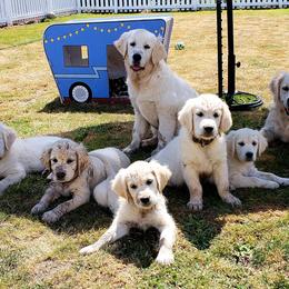 Golden Retriever Puppies from Mt Baker Retrievers