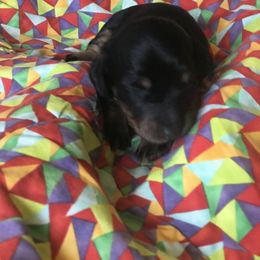 Lucy - Black and tan Dachshund puppy in Great Bend, Pennsylvania from Dashing Doxies