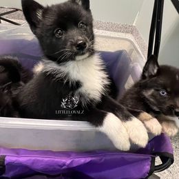 Tikaani - Black and white female Pomsky puppy in Riverside, California from LittleLoyalzLLC