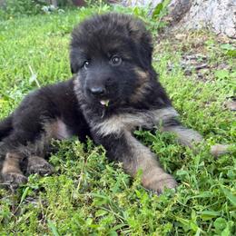 Red collar - Black and red male German Shepherd puppy in Pana, Illinois from von Fenja German Shepherd Dogs