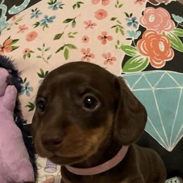 Dachshund Puppies from Rock Island Miniature Dachshunds
