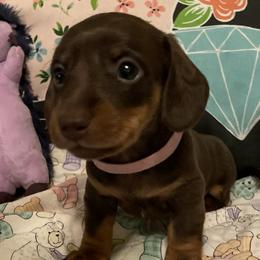 Dachshund Puppies from Rock Island Miniature Dachshunds