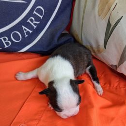 Big - Black and white male Boston Terrier puppy in Gaffney, South Carolina from Battlefield Kennels