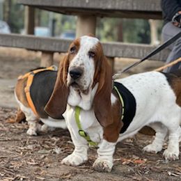 Basset Hounds from Wrinkle Basset Hounds