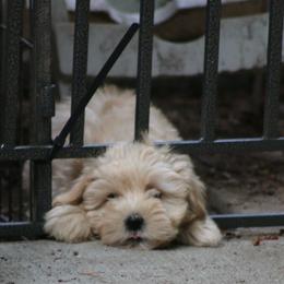 Levi - Wheaten male Miniature Schnauzer puppy in Port Orchard, Washington from Silver Bells Miniature Schnauzers