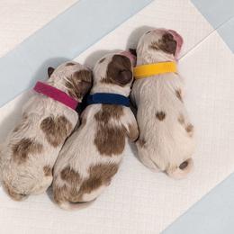 Cavapoo Puppies from Crystal Coast Cavapoodles