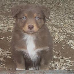 Squirt - Red tri-color female Australian Shepherd puppy in Wichita Falls, Texas from Spotted Mule Aussies
