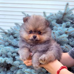 Hermes - Orange sable male Pomeranian puppy in Waterloo, Indiana from Garcias Pomeranian