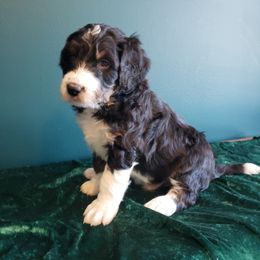 Bernedoodle Puppies from Badlands Bernedoodles