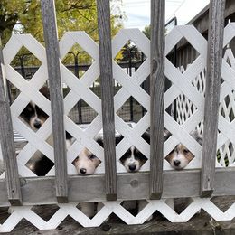"Outside time!" Australian Shepherd Puppies from Mezzo Australian Shepherds