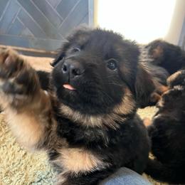 Mr. Burgundy - Black and red male German Shepherd puppy in Purcellville, Virginia from Starry Night German Shepherd Dogs
