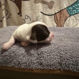 Moon - Piebald female Dachshund puppy in Henrico, Virginia from All About Pets