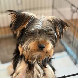 Boy 1 - Black and tan male Yorkshire Terrier puppy in Livermore, California from Ruben & Tatiana’s Yorkshire Terriers