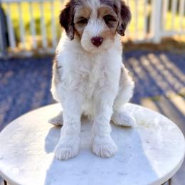 Boy 5 - Chocolate merle male Bernedoodle puppy in Salt Lake County, Utah from Coco Avenue Pups