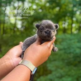 AKC Mochi - Blue female French Bulldog puppy in Powder Springs, Georgia from Twinkle Paws Frenchies and Yorkies