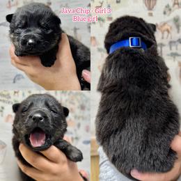 Java Chip - Bi-color female German Shepherd puppy in Oakley, California from Von Guadachi German Shepherds & Audacity Border Collies