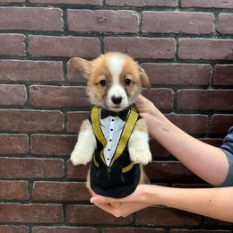 Faithful - Red male Pembroke Welsh Corgi puppy in Delton, Michigan from CorGizmo