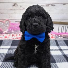 Simon - Black and white male Springerdoodle puppy in Lisbon, Ohio from Willow Lane Doodles