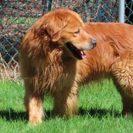 Golden Retrievers from McClure's Countryside Enterprises