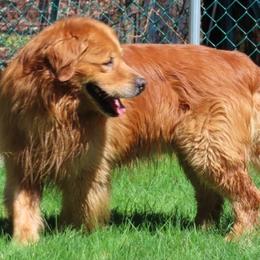 Golden Retrievers from McClure's Countryside Enterprises