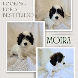 Moira - Tri-color female Cavapoo puppy in Oak Island, North Carolina from Double Doodle Cavapoos