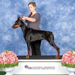 Libby - Doberman Pinscher