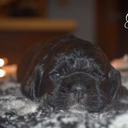 Heath - Black male Cocker Spaniel puppy in Myerstown, Pennsylvania from The Cocker Cingdom