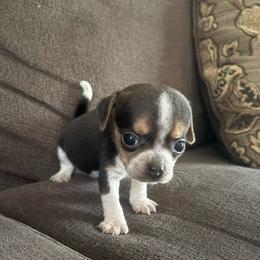 Pocket Beagle Sushi Lu - Black tan and white female Beagle puppy in Gentry, Arkansas from HC Puppy Ranch