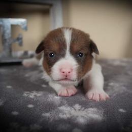 German Shepherd and Pembroke Welsh Corgi Puppies from J&R Shepherds & Corgis