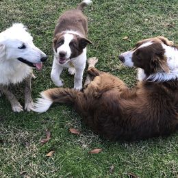 Border Collie All Grown Up from Mccurry Farms