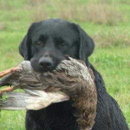 Caesar - Labrador Retriever