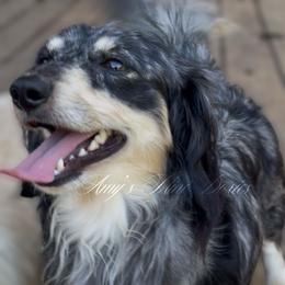 Levi - Dachshund