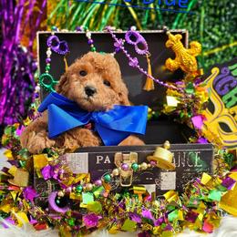 Rosie's Blue Boy - male Goldendoodle puppy in Kountze, Texas from Texas Doodles LLC