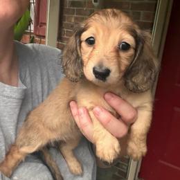 Tori - Cream female Dachshund puppy in Hazlehurst, Georgia from DrakeFire Dachshunds