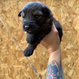 Dark green collar - Bi-color male German Shepherd puppy in Phenix City, Alabama from Black Rose Shepherds