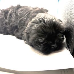 Australian Shepherd and Shih Tzu Puppies from Ford Hollow Farms Shih Tzus and Australian Shepherds