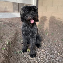 Bella - Whoodle