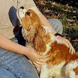 Hazel - Cavalier King Charles Spaniel