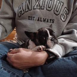 French Bulldog Puppies from Michigan fresh Coast Frenchies