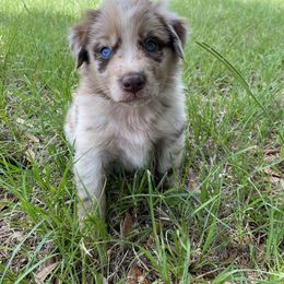 Tuck - Red merle Australian Shepherd puppy in Rusk, Texas from H3 Aussies